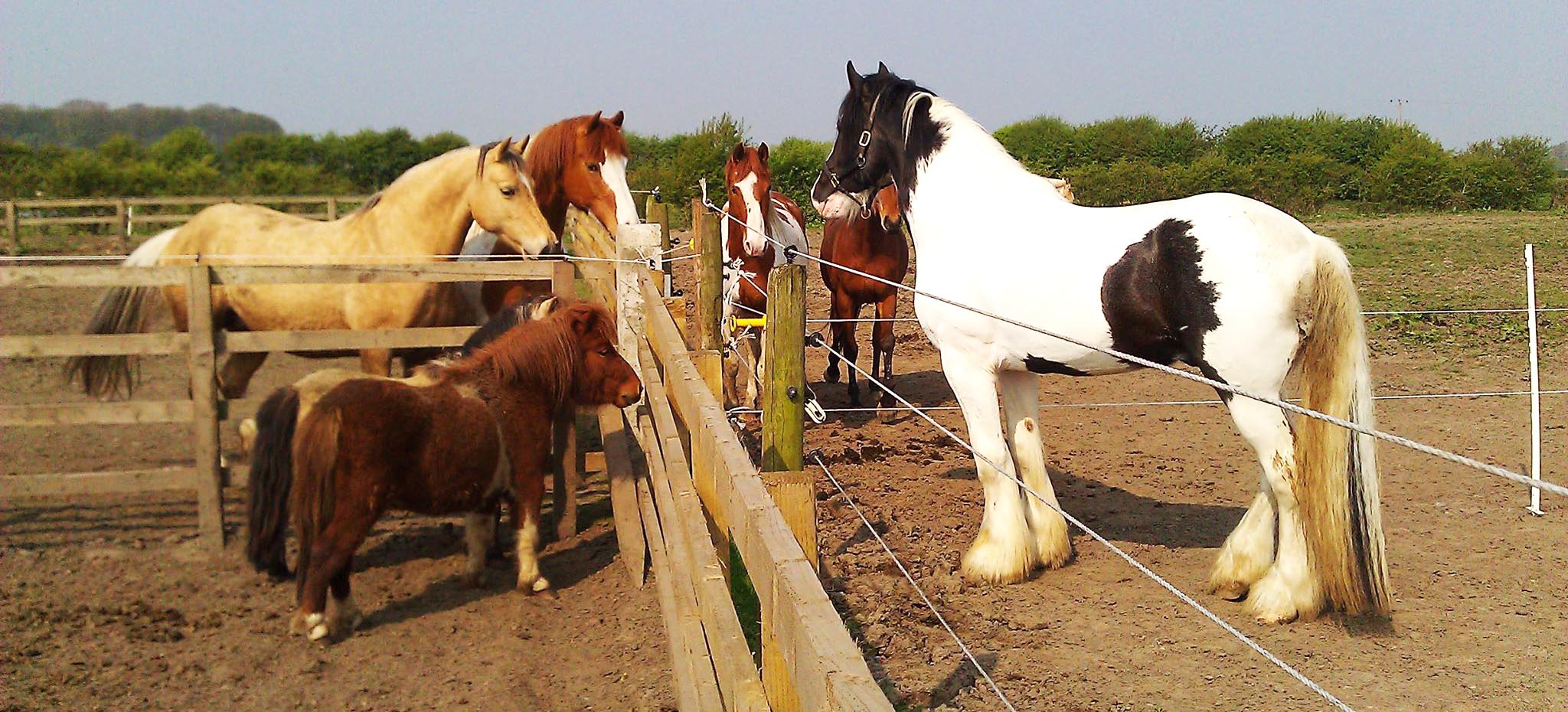 Piebald drum horse stallion